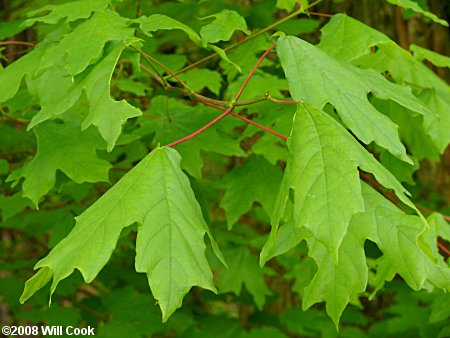 Sugar Maple (Acer saccharum) leaf