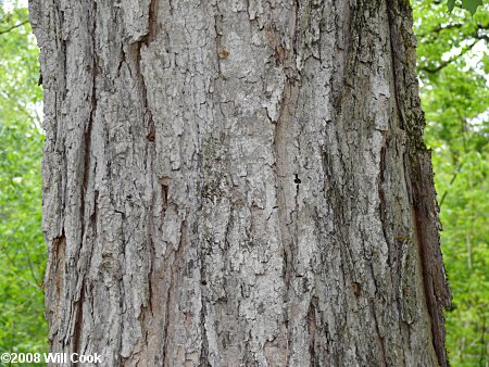 Sugar Maple (Acer saccharum) bark