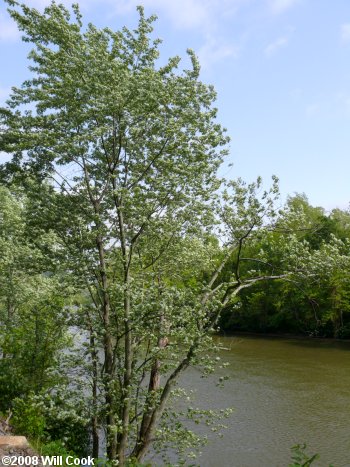 Silver Maple (Acer saccharinum) tree