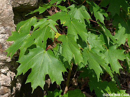 Sugar Maple (Acer saccharum) leaf