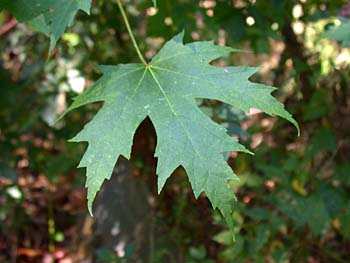 Silver Maple (Acer saccharinum) leaves