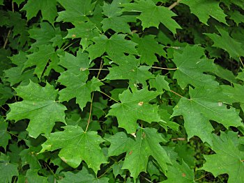 Sugar Maple (Acer saccharum) leaf