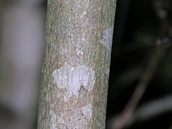 Sugar Maple (Acer saccharum) bark