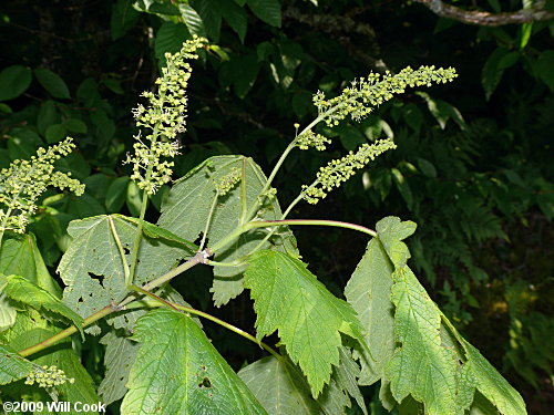 Mountain Maple (Acer spicatum) flowers