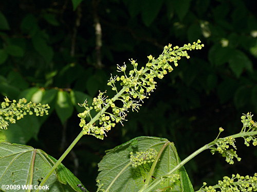 Mountain Maple (Acer spicatum) flowers