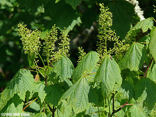 Mountain Maple (Acer spicatum) flowers