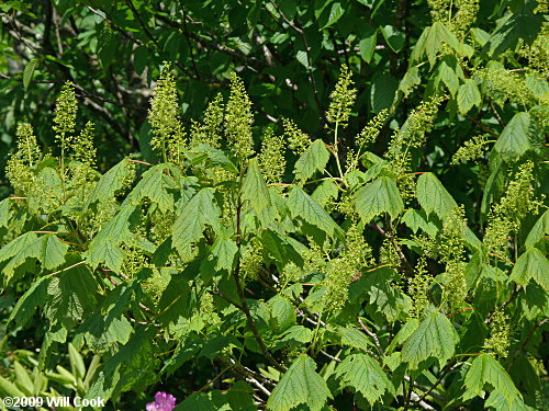 Mountain Maple (Acer spicatum) flowers