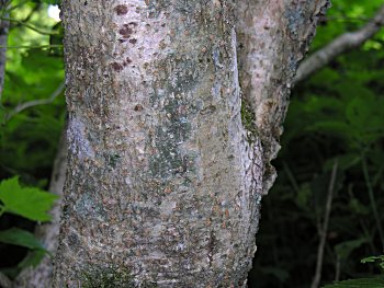 Mountain Maple (Acer spicatum)