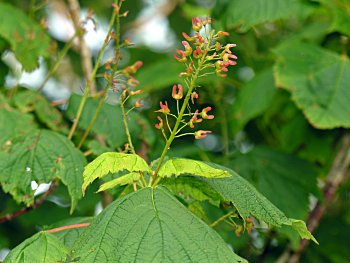 Mountain Maple (Acer spicatum)