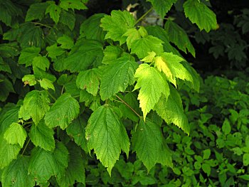 Mountain Maple (Acer spicatum)