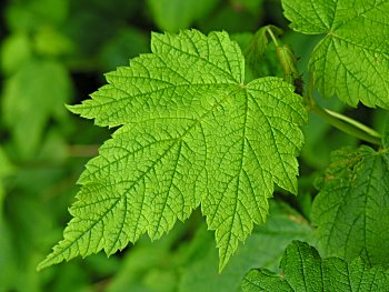 Mountain Maple (Acer spicatum)