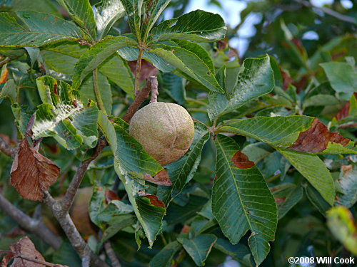 Yellow Buckeye (Aesculus flava)