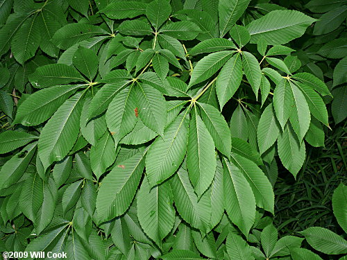 Yellow Buckeye (Aesculus flava) leaves