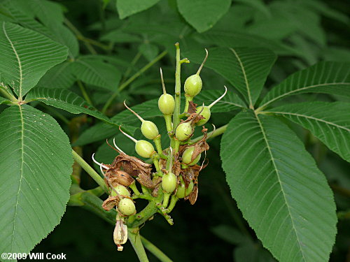 Yellow Buckeye (Aesculus flava) leaves