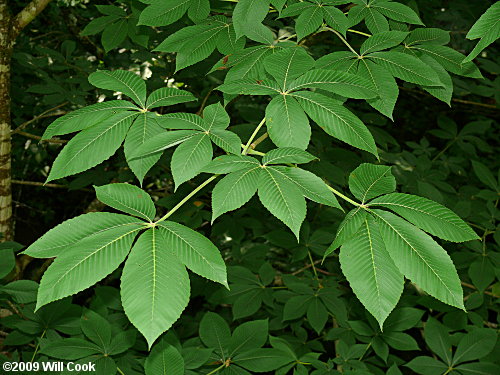 Yellow Buckeye (Aesculus flava) leaves