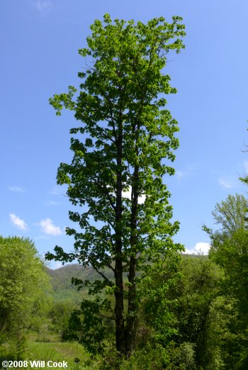 Yellow Buckeye (Aesculus flava) tree