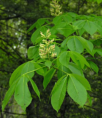 Yellow Buckeye (Aesculus flava) flowers