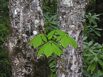 Yellow Buckeye (Aesculus flava) bark