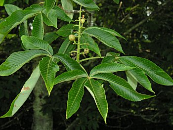 Yellow Buckeye (Aesculus flava)