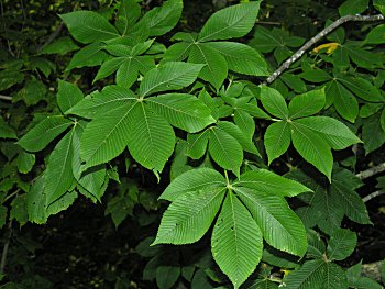 Yellow Buckeye (Aesculus flava) leaves