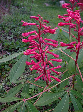 Red Buckeye (Aesculus pavia)