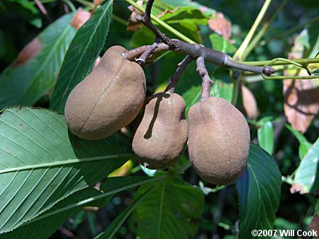 Red Buckeye (Aesculus pavia) fruit