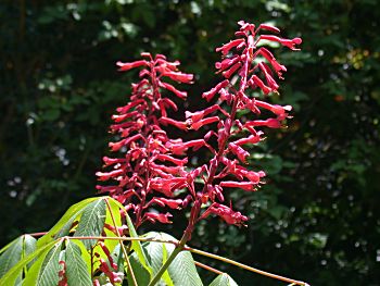 Red Buckeye (Aesculus pavia)