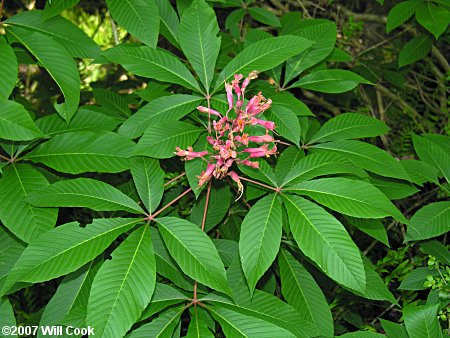 Red Buckeye (Aesculus pavia) shrub