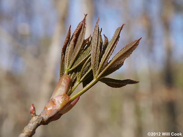 Painted Buckeye (Aesculus sylvatica)