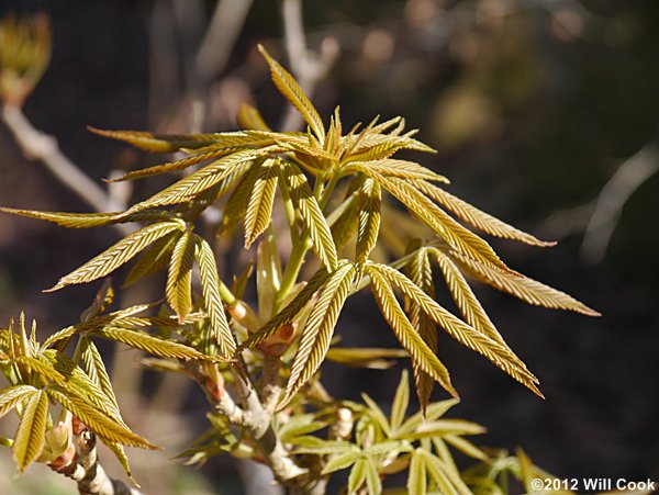 Painted Buckeye (Aesculus sylvatica)