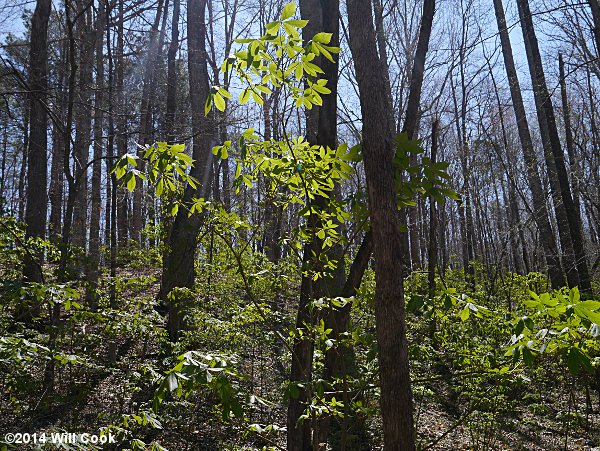 Painted Buckeye (Aesculus sylvatica) habit