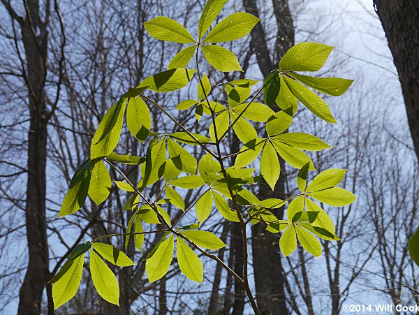 Painted Buckeye (Aesculus sylvatica) habit