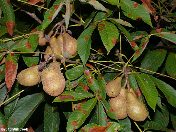 Painted Buckeye (Aesculus sylvatica) fruit
