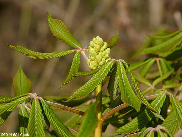 Painted Buckeye (Aesculus sylvatica)