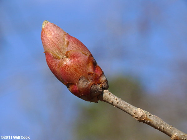 Painted Buckeye (Aesculus sylvatica) bud