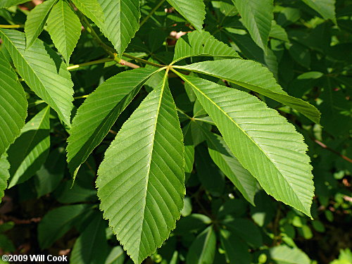 Painted Buckeye (Aesculus sylvatica) leaf