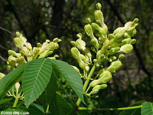 Painted Buckeye (Aesculus sylvatica) flowers