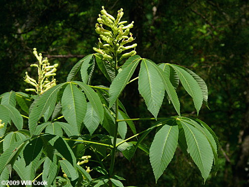 Painted Buckeye (Aesculus sylvatica) flowers