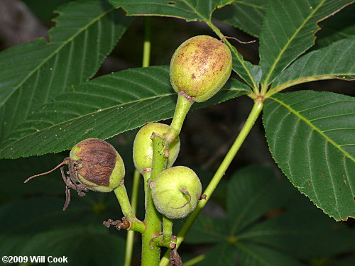 Painted Buckeye (Aesculus sylvatica) fruit