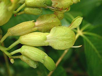 Painted Buckeye (Aesculus sylvatica) flowers