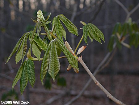 Painted Buckeye (Aesculus sylvatica)