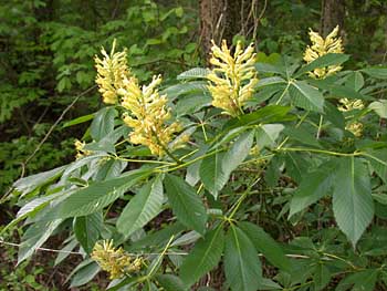 Painted Buckeye (Aesculus sylvatica)