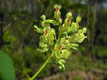 Painted Buckeye (Aesculus sylvatica) flowers