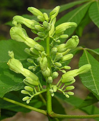 Painted Buckeye (Aesculus sylvatica) flowers