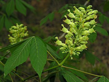 Painted Buckeye (Aesculus sylvatica) flowers