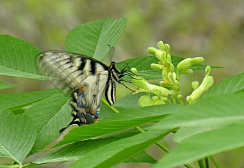 Painted Buckeye (Aesculus sylvatica) flowers