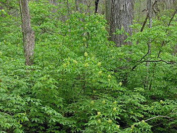 Painted Buckeye (Aesculus sylvatica) habit