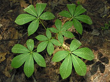 Painted Buckeye (Aesculus sylvatica) leaves