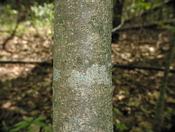 Painted Buckeye (Aesculus sylvatica) bark