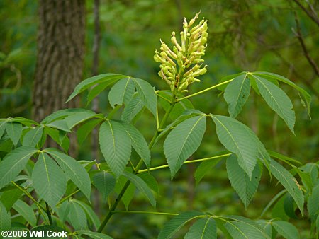 Painted Buckeye (Aesculus sylvatica)